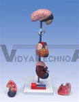 Hypertension Heart Model, 7 part anatomical model